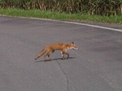 道を横切る狐
